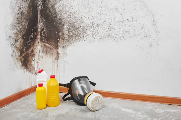 Best Certified Mold Removal  in West Tawakoni, TX