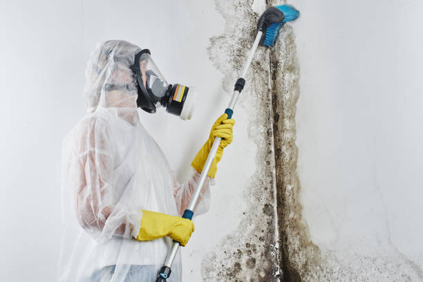 Best Same-Day Mold Removal  in West Tawakoni, TX