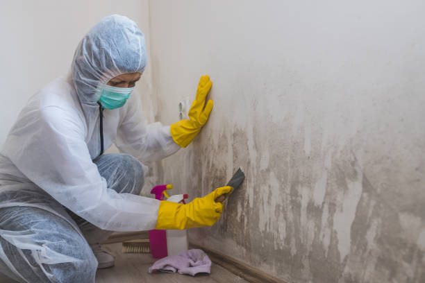Best Attic Mold Removal  in West Tawakoni, TX