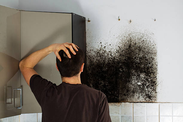 Best Same-Day Mold Removal  in West Tawakoni, TX