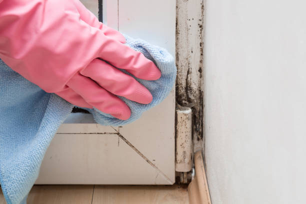 Best Mold Removal Process  in West Tawakoni, TX