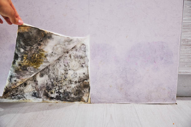 Best Home Mold Removal  in West Tawakoni, TX